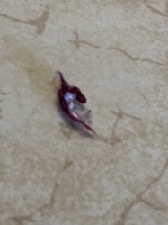 Unidentifiable insect