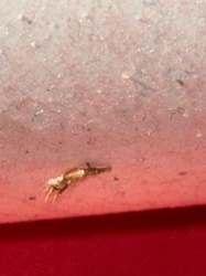 Pseudoscorpion