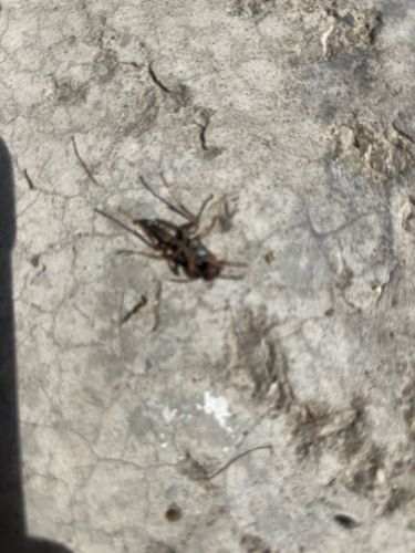 Cave Cricket / Camel Cricket
