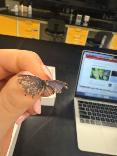 Butterfly (unidentified species)