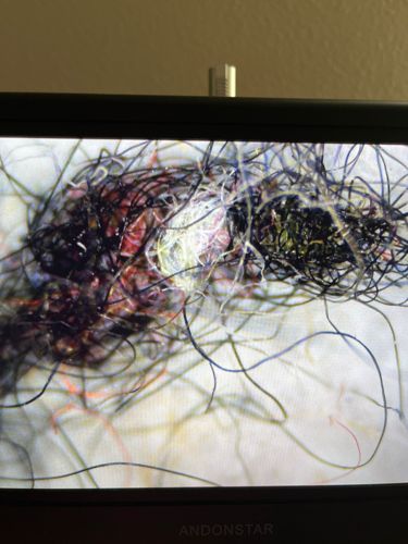 Carpet Beetle Larva (unidentified species)