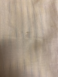 Bed Bug (Early Stage Nymph)