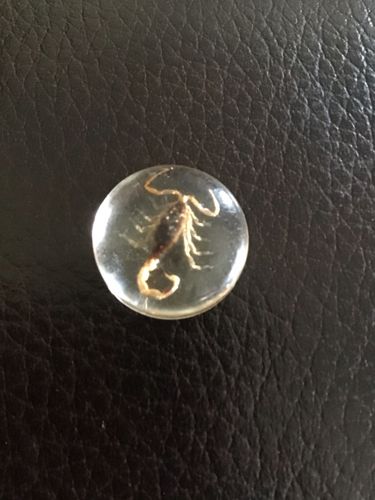 Scorpion