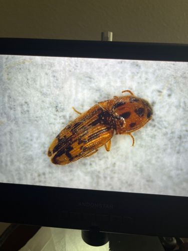 Click Beetle (possibly Alaus oculatus or a related species)