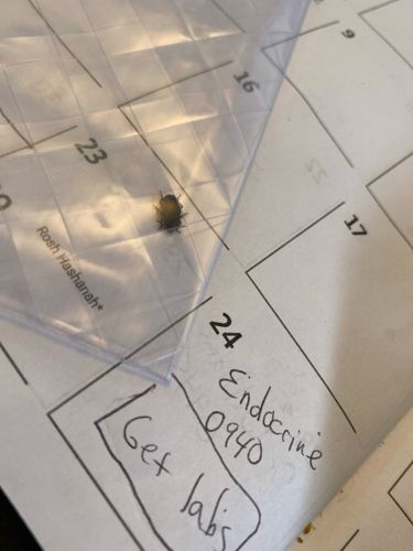 Carpet Beetle (likely Varied Carpet Beetle or Black Carpet Beetle)