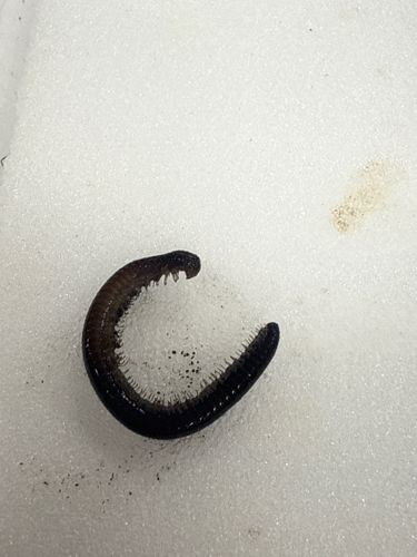 Millipede
