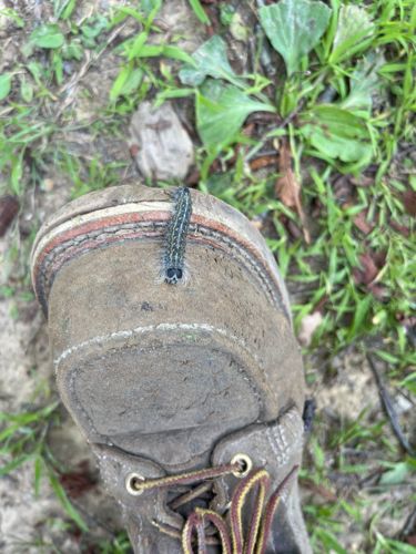 Eastern Tent Caterpillar (larval stage)