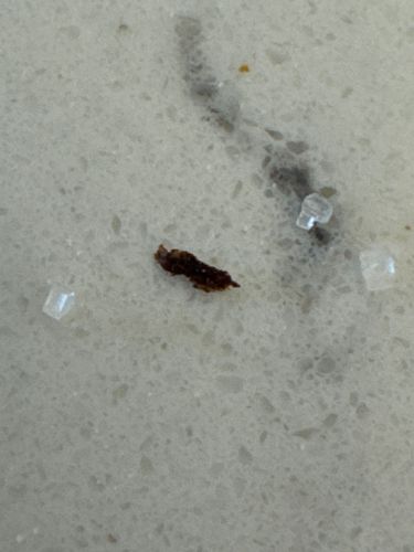 Unidentifiable organic debris