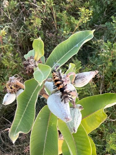 Milkweed Tussock Moth Caterpillar (also known as Milkweed Tiger Moth Caterpillar)