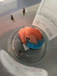 Flying Ant