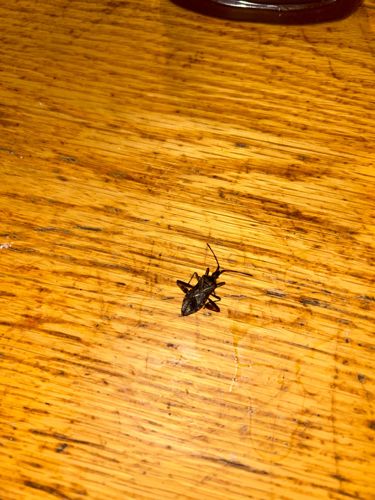 Boxelder Bug