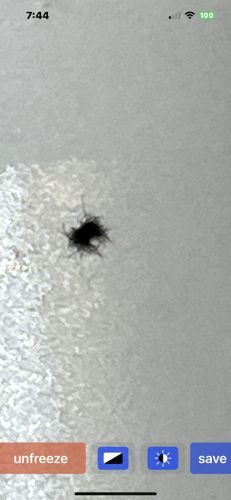 Spider Beetle (Likely a Hump Spider Beetle or similar species)