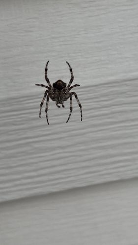 Orb Weaver Spider (likely Araneus diadematus or a similar species due to markings)