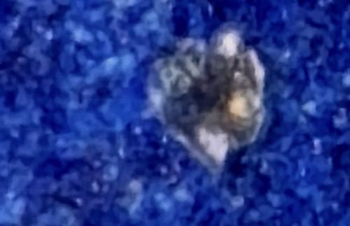 Household Casebearer (often Plaster Bagworm or Case-bearing Clothes Moth larva)