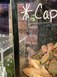 Cockroach Nymph (likely German or Brown-banded)