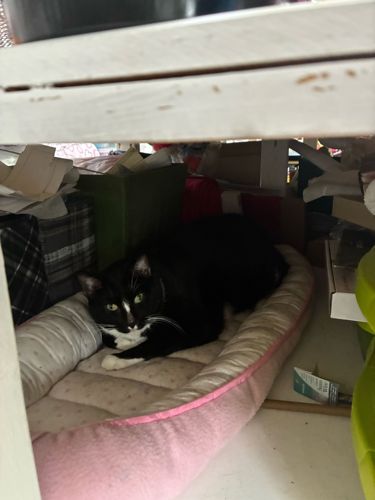 N/A (Subject is a domestic cat)