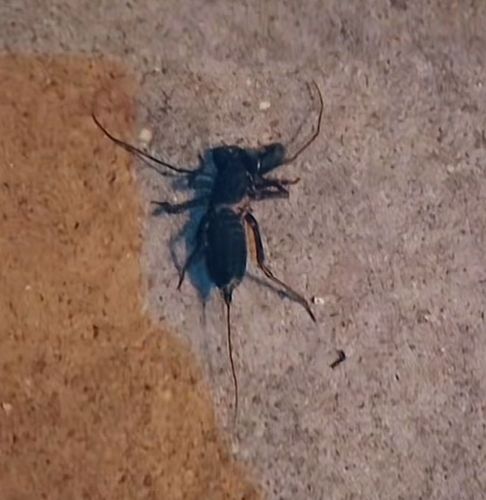 Vinegaroon, Whip Scorpion