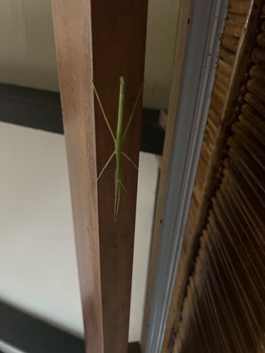 Stick Insect, Walking Stick