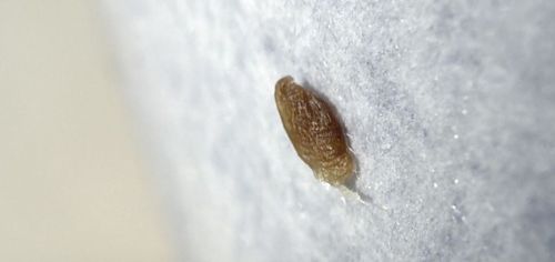 Carpet Beetle Pupa/Larva (likely Varied Carpet Beetle)