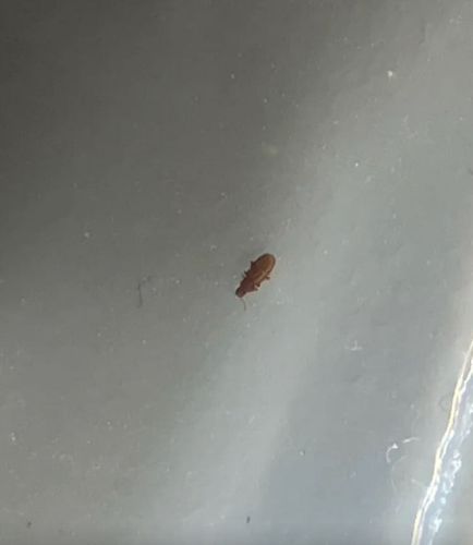 Red flour beetle