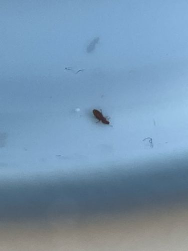 Saw-toothed grain beetle