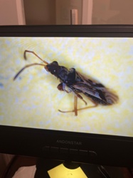 Ant mimic bug or Damsel bug (likely)