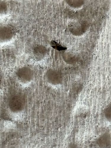 Drain Fly