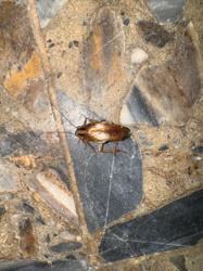 American Cockroach