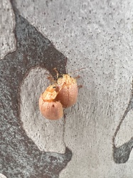 Eucalyptus tortoise beetle