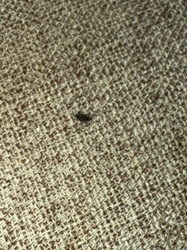 Carpet Beetle (likely Black Carpet Beetle or Varied Carpet Beetle)