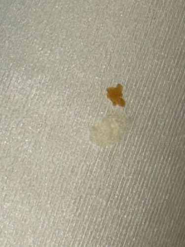 Not an insect - Appears to be stains on a surface.