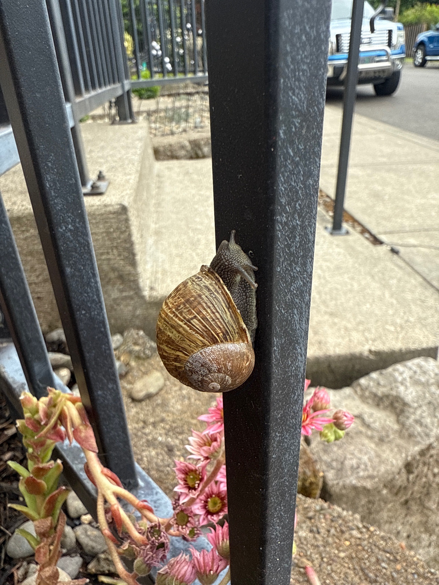 Brown Garden Snail