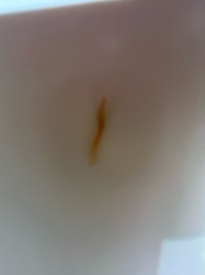 Drain Fly Larva (or Moth Fly Larva)