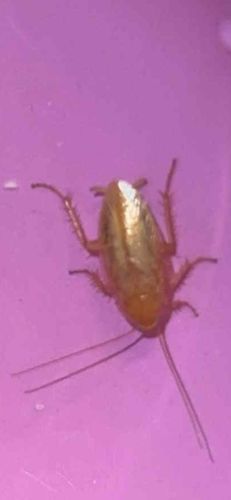 German Cockroach