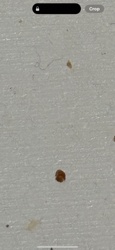 Bed Bug (likely common bed bug)