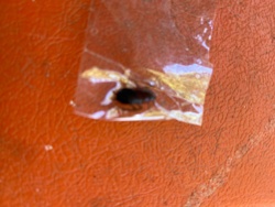 Cockroach (likely American or German)