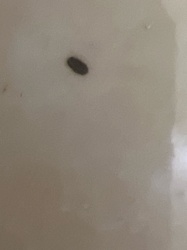 Carpet Beetle Larva