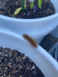 Woolly Bear Caterpillar (likely Isabella Tiger Moth caterpillar)