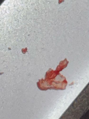 Clover Mite