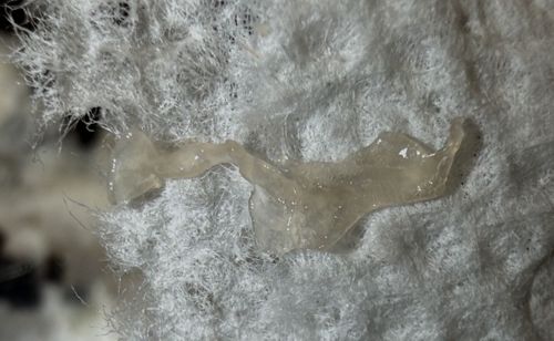 Common Garden Snail (Slime Trail)