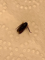 Leafhopper (likely)