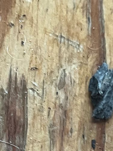 Caddisfly (Larva and its case)