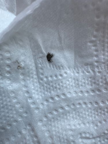 Carpet Beetle (likely Black Carpet Beetle based on appearance)