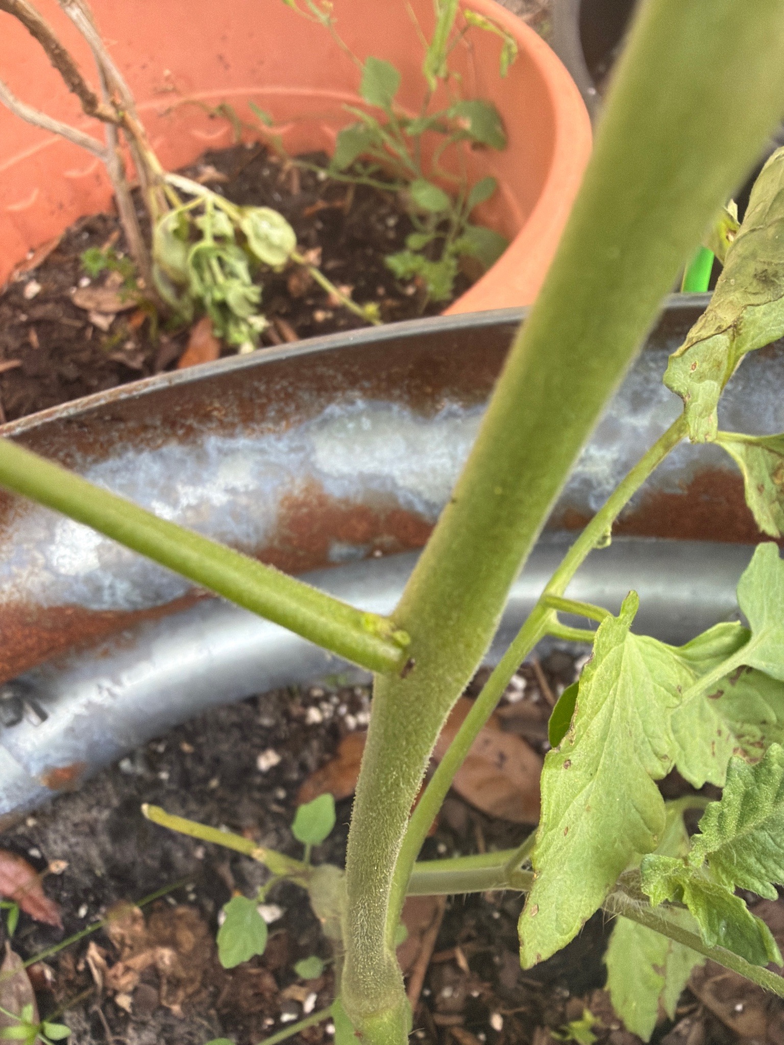 Tomato Aphid