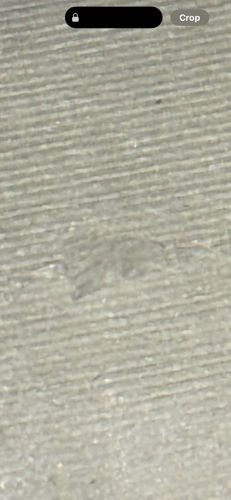 Unidentifiable (possibly a jumping spider based on vague outline)