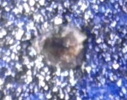 Trawl-line spider (Egg sac)