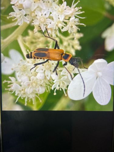 Pennsylvania Leatherwing