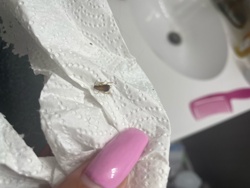 German Cockroach