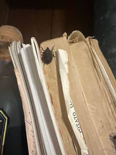 Brown Marmorated Stink Bug