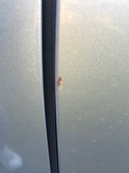 Unidentifiable insect